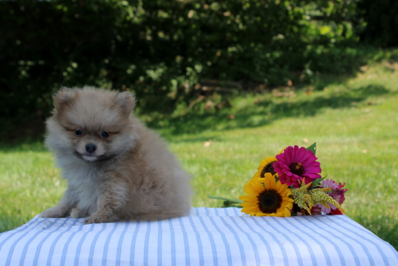 puppy, for, sale, Pomeranian, Matthew B. Stoltzfus, dog, breeder, Gap, PA, dog-breeder, puppy-for-sale, forsale, nearby, find, puppyfind, locator, puppylocator, aca